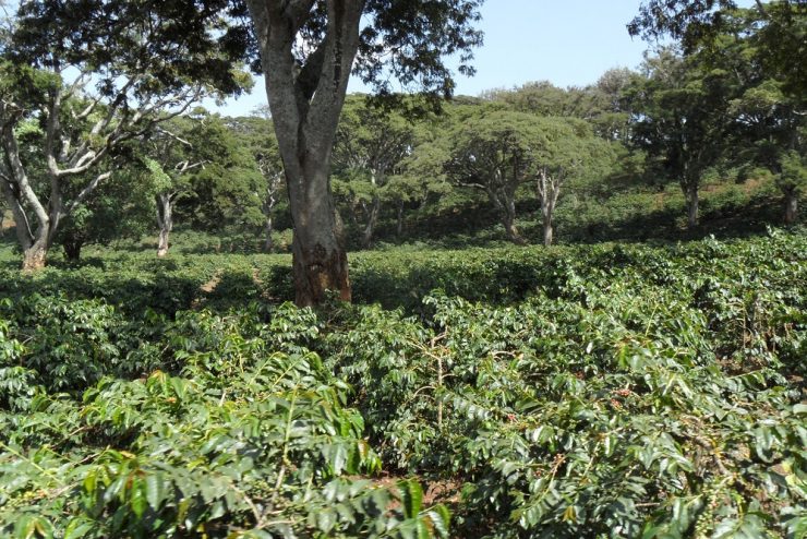 Arusha Coffee Farm