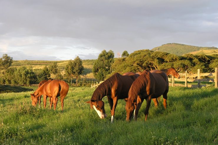 Dairy Farm & Ranch