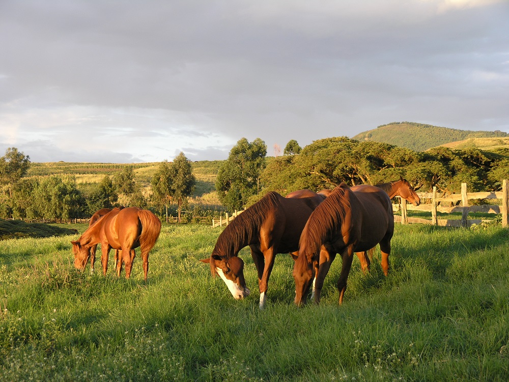 Dairy Farm & Ranch