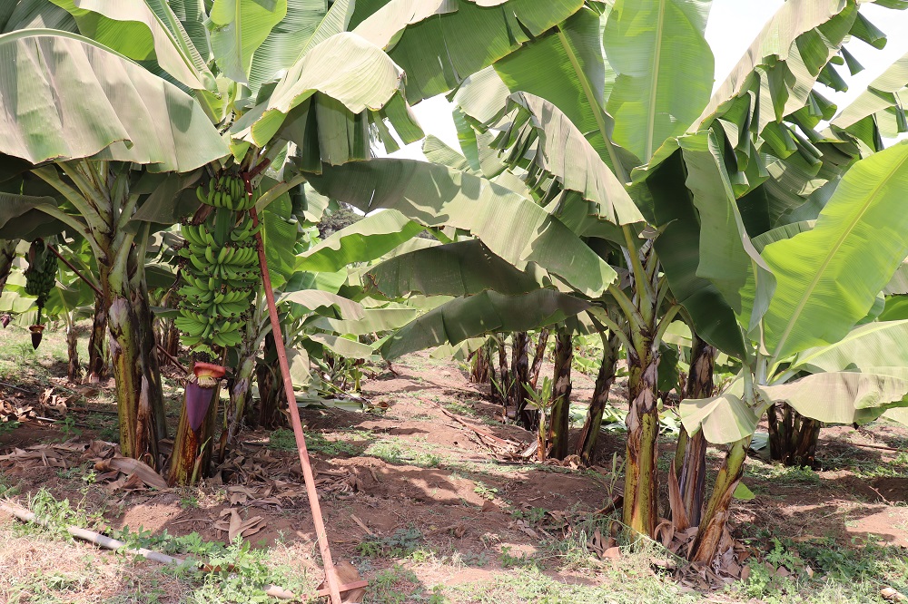 17 Acres Banana Farm For Sale at Loki, South of Arusha