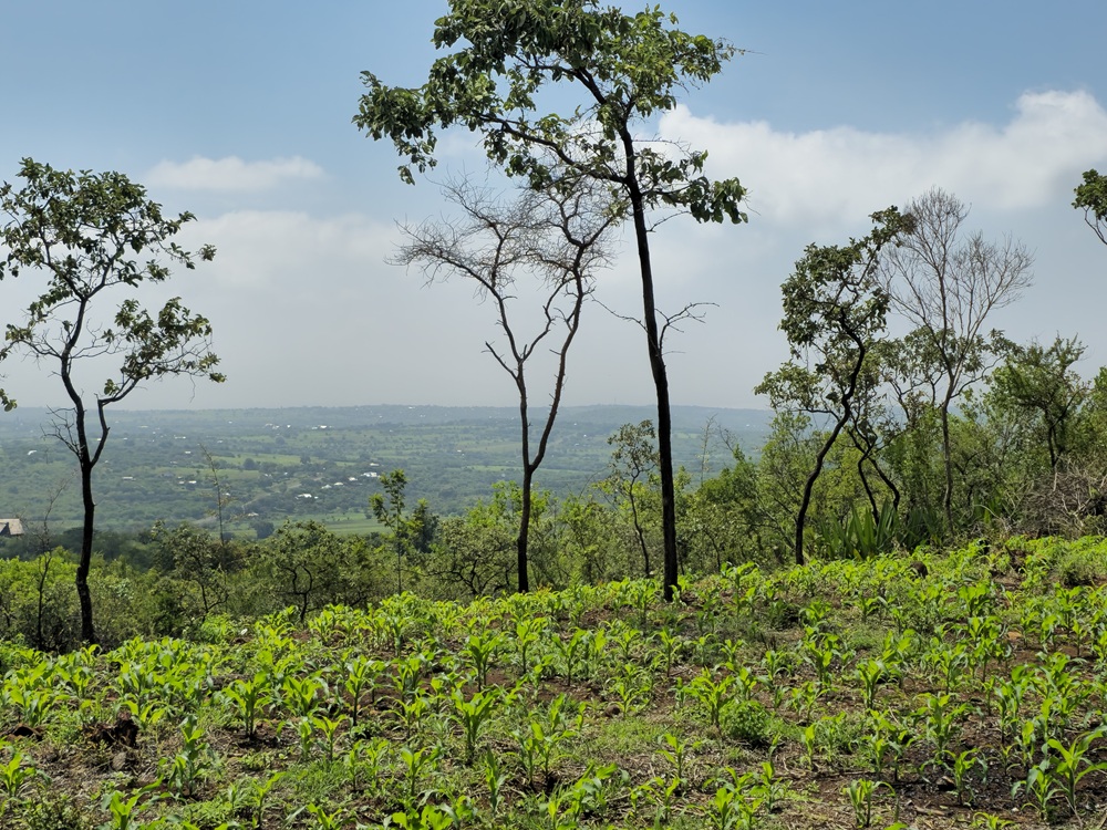 Prime 11-Acre Plot for Sale – Karatu (Near Main Road)